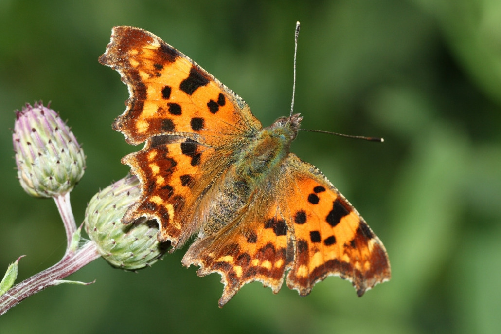 Углокрыльница с-белое, Lepidoptera, Polygonia c-album (L.), Ленинградская обл., Покотилов В.