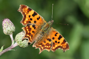 Углокрыльница с-белое, Lepidoptera, Polygonia c-album (L.), Ленинградская обл., Покотилов В.