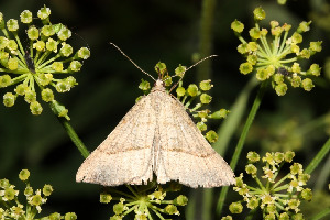 Совка, Lepidoptera, Hypena proboscidalis (L.), Мурманская обл., Кандалакша, Мельников М.
