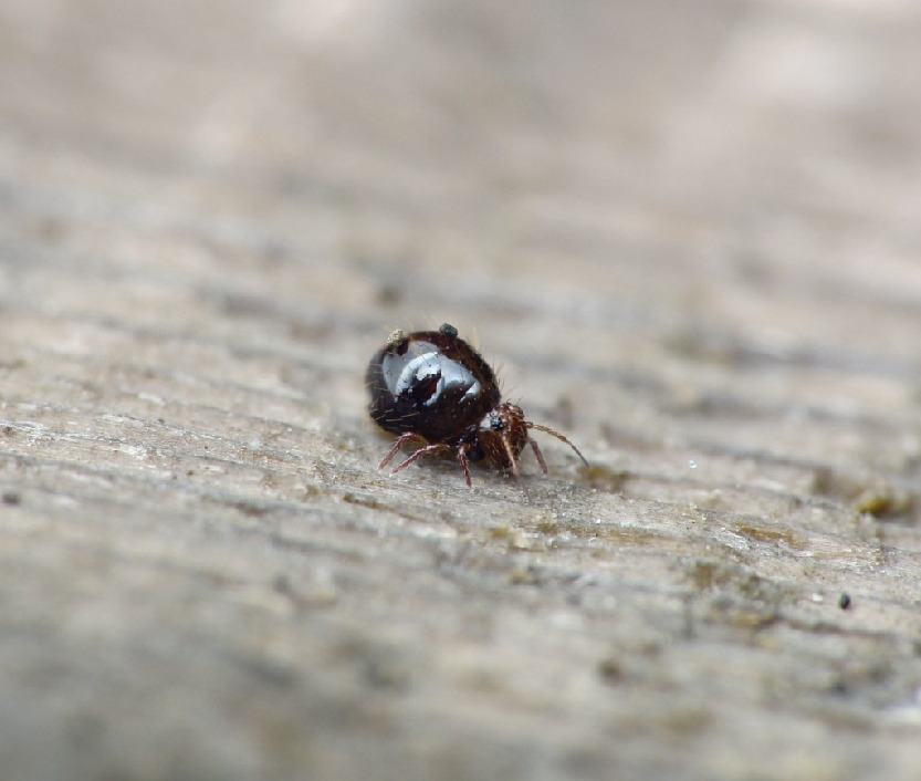 Ногохвостка, Collembola, Allacma fusca (L.), Мурманская обл., Порья губа, о. Горелый, Доливо-Добровольский Д.