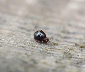 Ногохвостка, Collembola, Allacma fusca (L.), Мурманская обл., Порья губа, о. Горелый, Доливо-Добровольский Д.