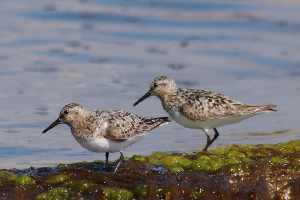 Кулик-воробей, Calidris minuta, Мурманская обл., Северный архипелаг, Вощиков В.