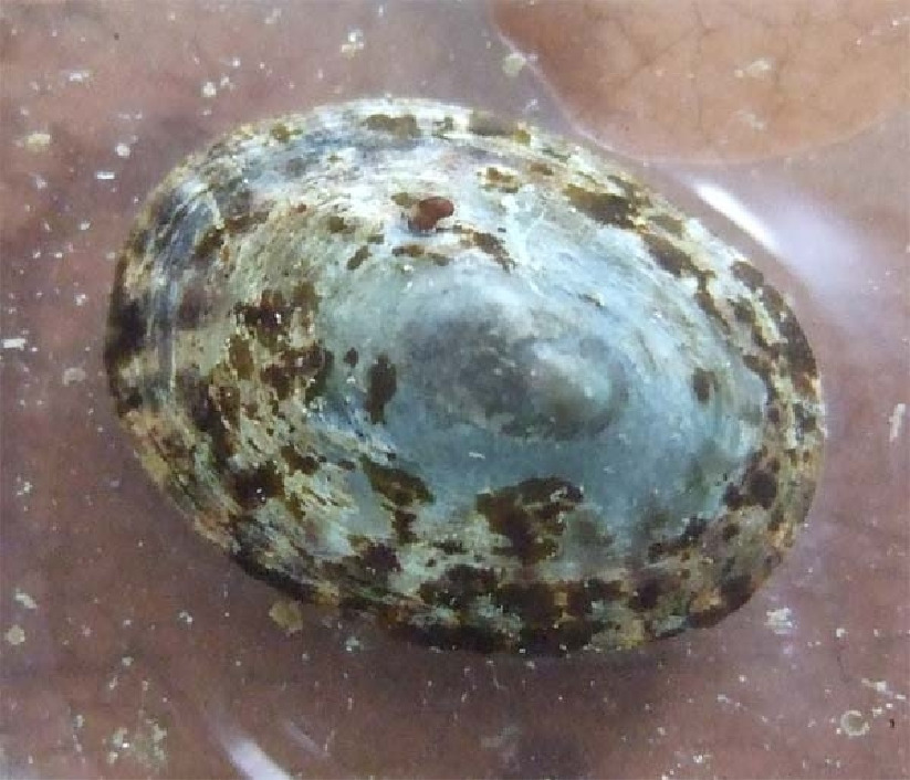 Тестудиналия, Testudinalia tessullata (Muller), Карелия, ББС, МГУ, Краснова Е.