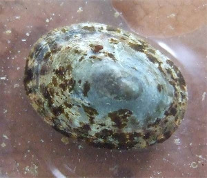 Тестудиналия, Testudinalia tessullata (Muller), Карелия, ББС, МГУ, Краснова Е.