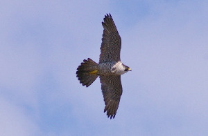 Сапсан, Falco peregrinus, Мурманская обл., Северный архипелаг, Вощиков В.
