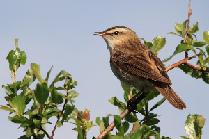 Камышевка-барсучок, Acrocephalus schoenobaenus, Ленинградская обл., Покотилов В.