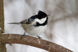 Московка, Parus ater, Ленинградская обл., Покотилов В.