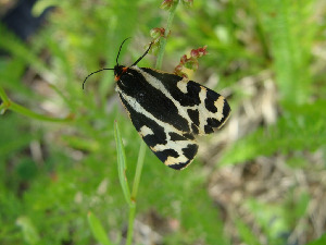 Медведица подорожниковая, Lepidoptera, Parasemia plantaginis ( L.), Мурманская обл., Лапландский заповедник, Зануздаева Н.