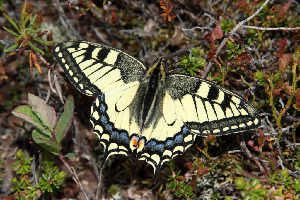 Махаон, Lepidoptera, Papilio machaon L., Мурманская обл., Северный архипелаг, Покотилов В.