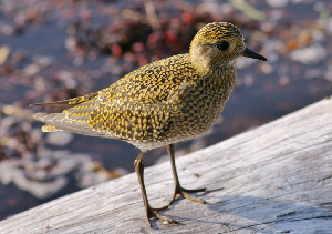 Ржанка золотистая, Pluvialis apricaria, Мурманская обл., Северный архипелаг, Вощиков В.