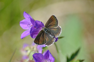 Голубянка лесная, самка, Lepidoptera, Polyommatus semiargus (Rottemburg, 1775), Мурманская обл., окр. Лувеньги, Быков Ю.