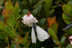 Брюквенница, Lepidoptera, Pieris napi ( L.), Мурманская обл., Северный архипелаг, Вощиков В.