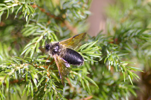 Пилильщик, Hymenoptera, Cimbicidae sp., Мурманская обл., Северный архипелаг, Вощиков В.