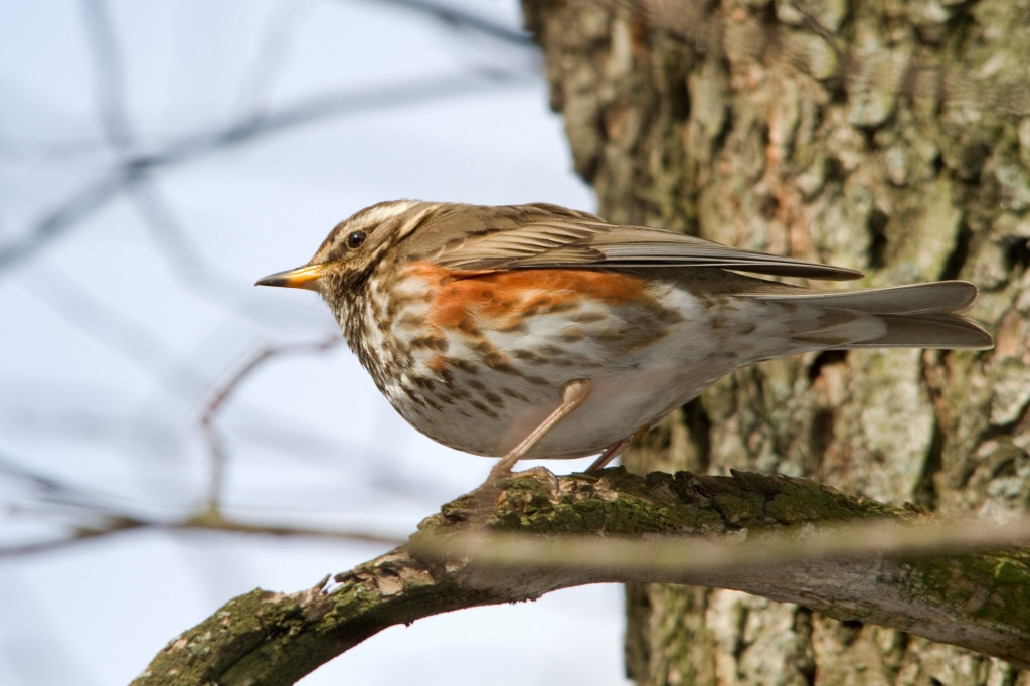 Белобровик,Turdus iliacus, Мурманская обл., Лувеньга, около кордона заповедника, Корбут В.