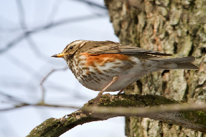 Белобровик,Turdus iliacus, Мурманская обл., Лувеньга, около кордона заповедника, Корбут В.