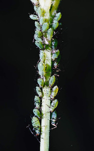 Тля, Homoptera, Мурманская обл., Турий мыс, Александров Г.