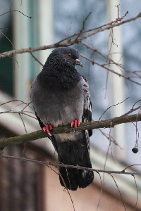 Голубь сизый, Columba livia, Ленинградская обл., Дорофеева Н.