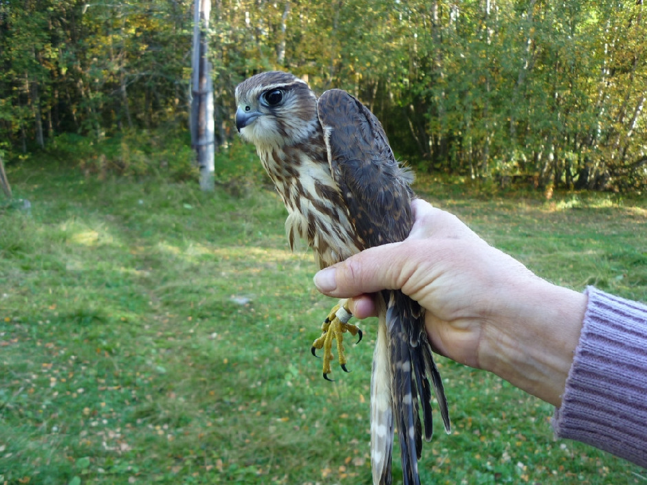 Дербник, Falco columbarius, Мурманская обл., Лувеньга, Толмачева Е.