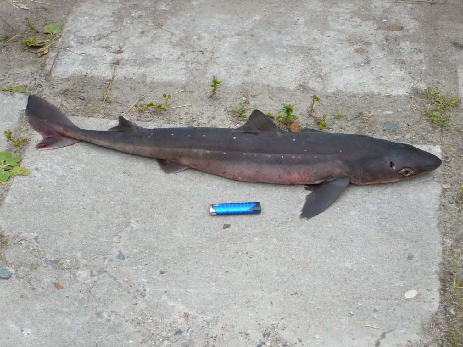 Катран - Squalus acanthias L., Жулай Т. Колвицкая губа.