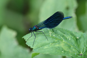 Красотка-девушка, Odonata, Calopterix virgo (L.), Ленинградская обл., Покотилов В.