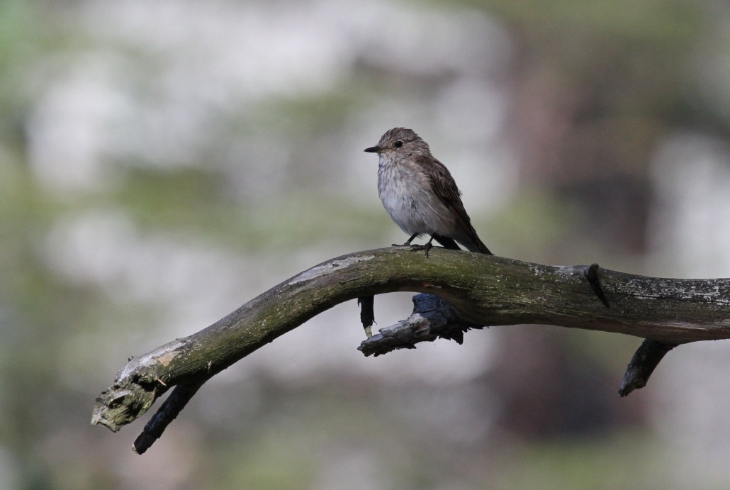 Мухоловка серая, Muscicapa striata, Северный арх., о. Ряшков, Дорофеева Н.