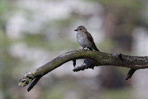 Мухоловка серая, Muscicapa striata, Северный арх., о. Ряшков, Дорофеева Н.