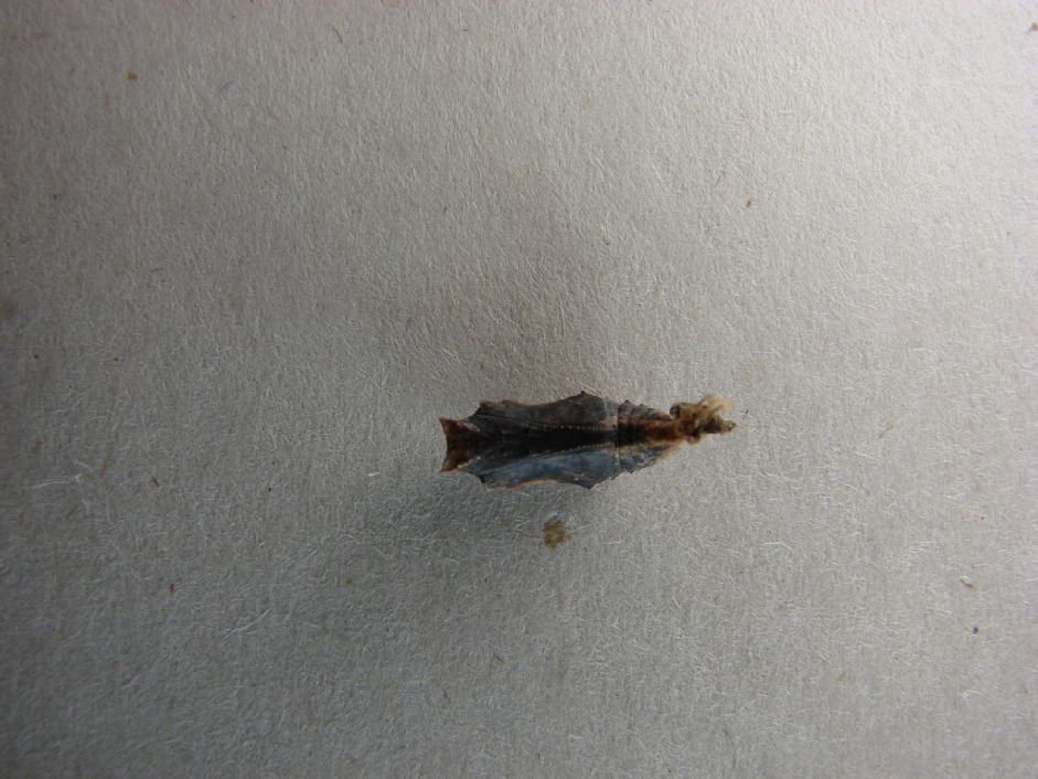 Куколка пестрокрыльницы изменчивой, Lepidoptera, Araschnia levana (L.), Мурманская обл., окр. Лувеньги, Корбут В.