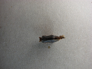 Куколка пестрокрыльницы изменчивой, Lepidoptera, Araschnia levana (L.), Мурманская обл., окр. Лувеньги, Корбут В.
