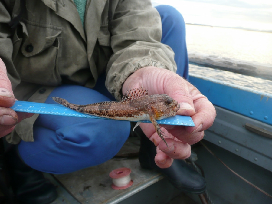 Бычок, sp. Горяшко А. Лувеньгский арх.