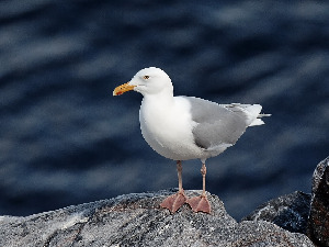 Бургомистр, Larus hyperboreus, Мурманская обл., Семь островов, о-ва Харлов, Зеленец, Першин О.
