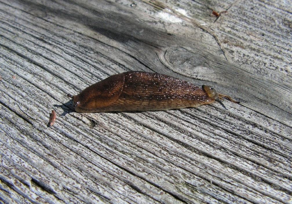 Слизень. Mollusca. Семь островов, о. Харлов. Мельников М.