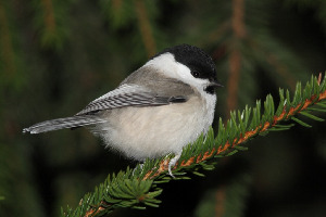 Пухляк, Parus montanus, Ленинградская обл., Покотилов В.