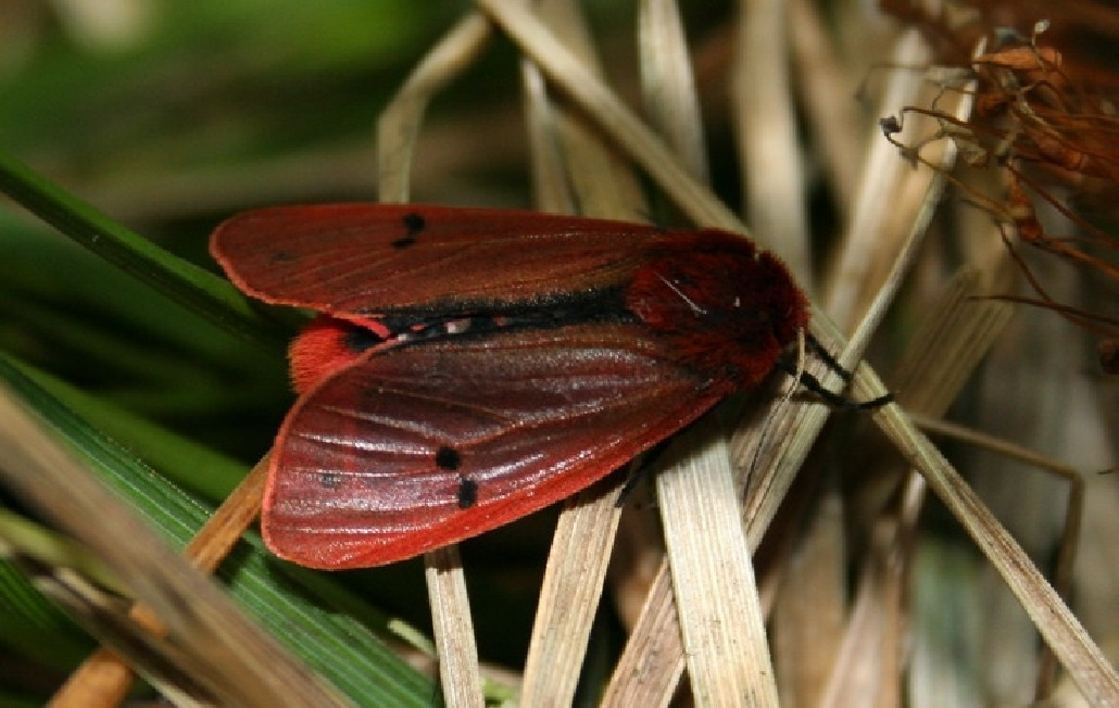 Медведица бурая, Lepidoptera, Phragmatobia fuliginosa (L.), Мурманская обл., Мончегорск, Берлина Н.