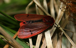 Медведица бурая, Lepidoptera, Phragmatobia fuliginosa (L.), Мурманская обл., Мончегорск, Берлина Н.