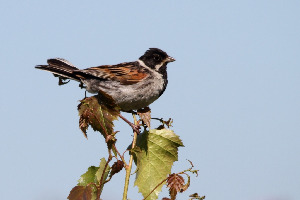 Овсянка тростниковая, Emberiza schoeniclus, Ленинградская обл., Покотилов В.