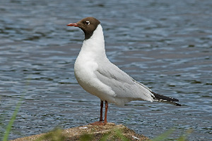 Чайка озерная, Larus ridibundus, Ленинградская обл., Покотилов В.