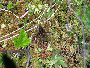 Паук-доломедес, Dolomedes sp., Мурманская обл., Канозерский заказник, оз. Сосновое. Воробьева Т.