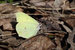 Лимонница, Lepidoptera, Gonepteryx rhamni (L.), Ленинградская обл., Покотилов В.
