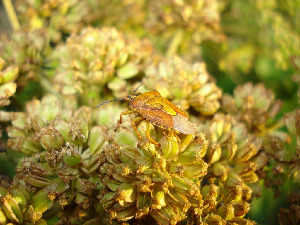 Клоп, Heteroptera, Мурманская обл., окр. Кандалакши, район р. Канды, Юрченко С.