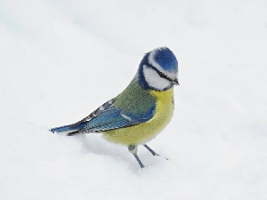 Лазоревка обыкновенная, Parus caeruleus, Ленинградская обл., Бабаджанян А.