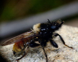 Ктырь, Diptera, Laphria flava, Мурманская обл., Порья губа, о. Горелый, Доливо-Добровольский Д.
