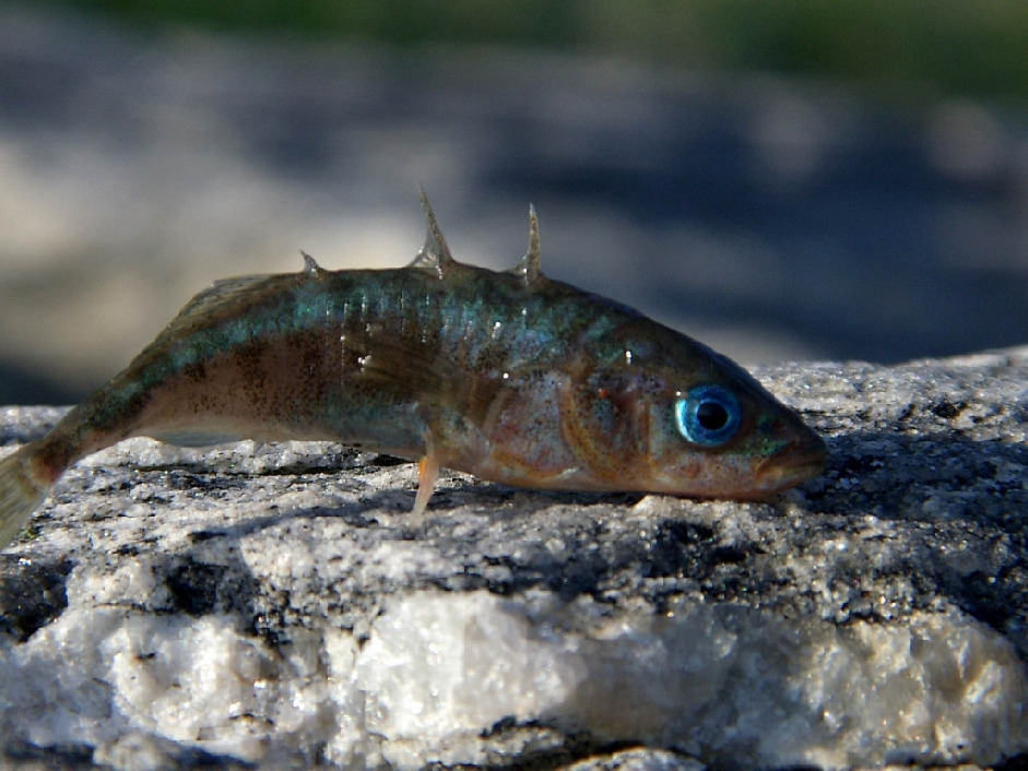 Колюшка трехиглая - Gasterosteus oculeatus, Колупаева Н., Северный арх.