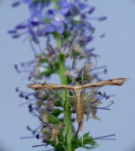 Пальцекрылка, Lepidoptera, Stenoptilia veronicae Karv., Мурманская обл., Порья губа, о. Горелый, Доливо-Добровольский Д.