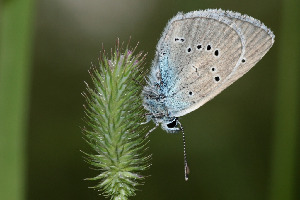 Голубянка лесная, Lepidoptera, Polyommatus semiargus (Rott.), Ленинградская обл., Покотилов В.