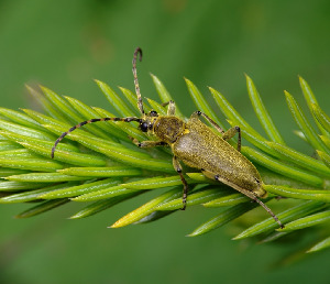 Лептура зелёная, Coleoptera, Lepturobosca virens (L.), Мурманская обл., Порья губа, о-в Горелый, лужайка перед домом на кордоне, Доливо-Добровольский Д.