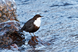 Оляпка, Cinclus cinclus, Ленинградская обл., Покотилов В.