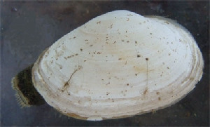Миа или песчаная ракушка, Mya arenaria (L.), Карелия, ББС, МГУ, Краснова Е.