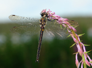 Стрекоза-бабка, Odonata, Somatochlora sp., Мурманская обл., Порья губа, о-в Горелый, лужайка перед домом на кордоне, Доливо-Добровольский Д.