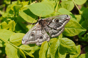 Павлиноглазка малая, Lepidoptera, Saturnia pavonia (L.), Владимирская обл., г. Гусь-Хрустальный, Быков Ю.
