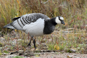 Казарка белощекая, Branta leucopsis, Ленинградская обл., Покотилов В.